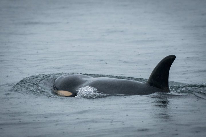 Sickly orca J50 not improving, lagging behind family group