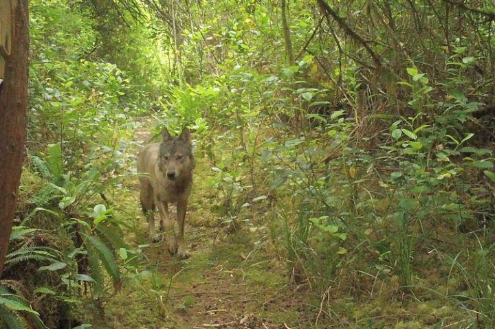 Public warned after dog killed by wolves on Tofino beach