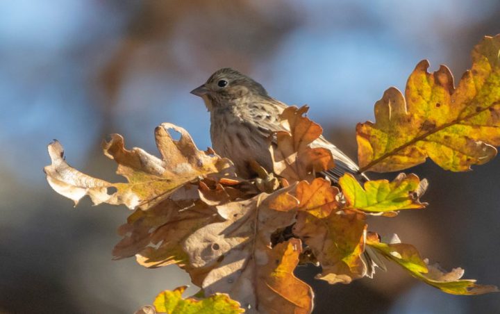 A Female Pine Bunting Photo: Maury Swoveland — B.C. Rare Bird Alert) 