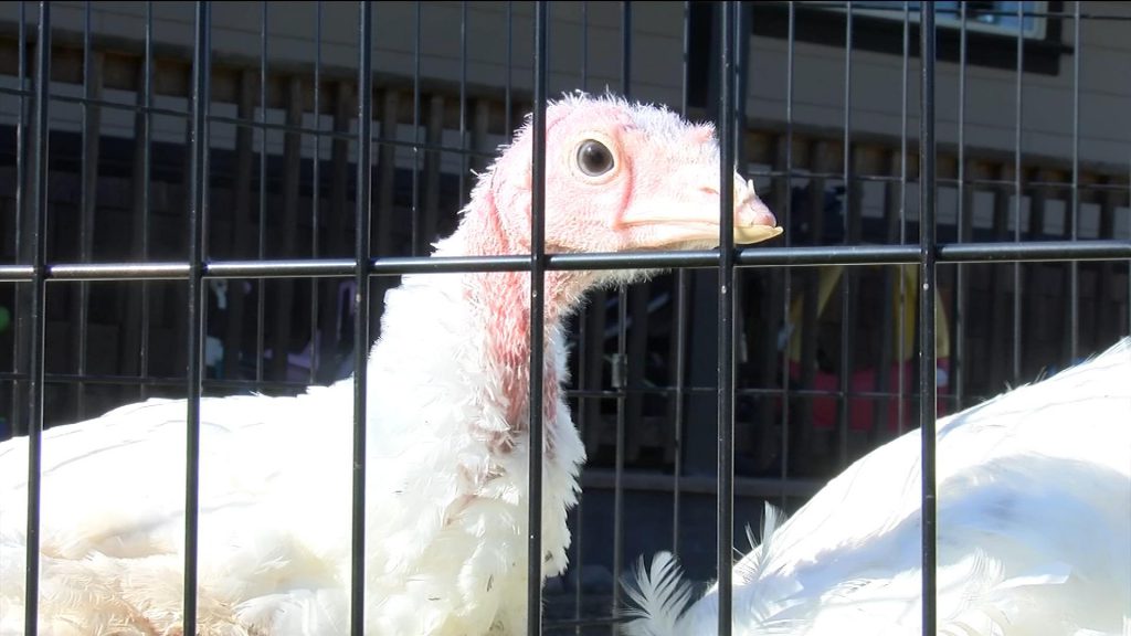 One-legged Duncan turkey named Gertie is saved from Thanksgiving