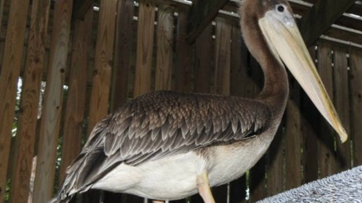 Brown pelican rehabilitated at Wild ARC earlier this year dies from another injury