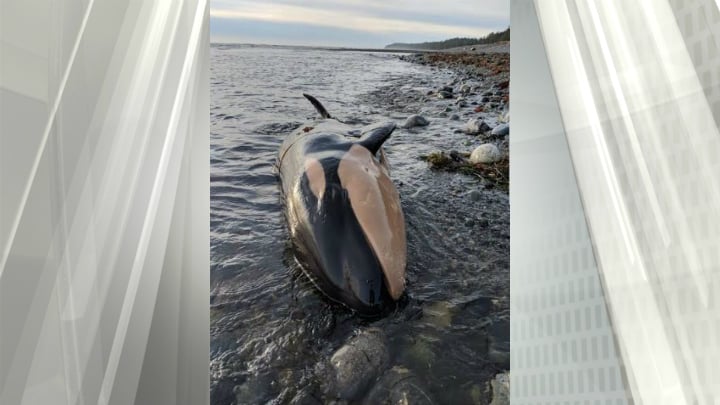 Orca found dead on Nootka Island beach likely died three to five days after birth