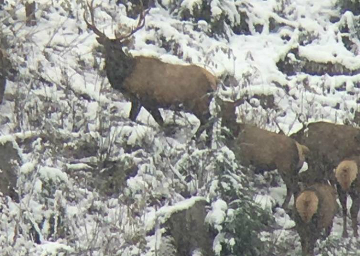 B.C. Conservation Officer Service seek help in bull elk poaching case