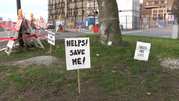 Petition to save tree at Humboldt and Government launched