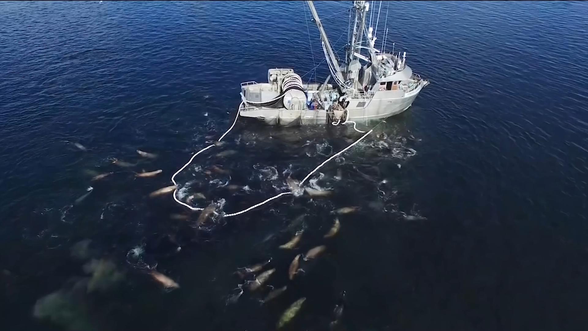 Hornby Island conservation group calling on DFO to end herring fishery