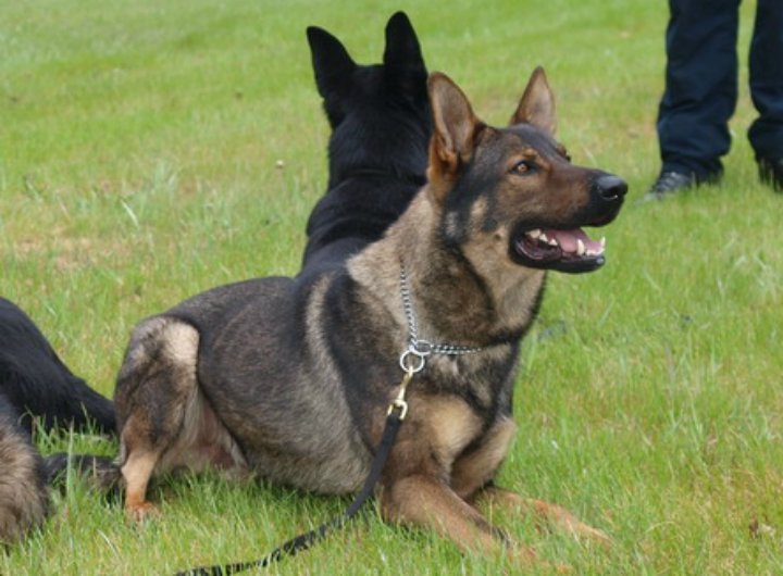 Police service dog Gator rescues Campbell River man during snowstorm