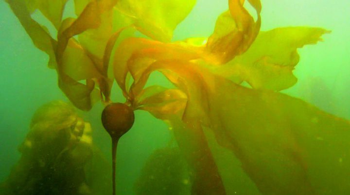 Old British maps help UVic researchers understand kelp decline and the ocean's future