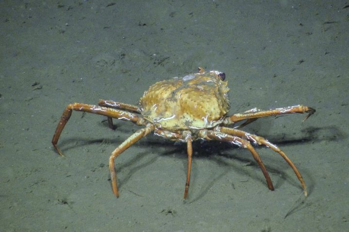 'Snow crabs' may be adapting to climate change by feeding on methane: UVic