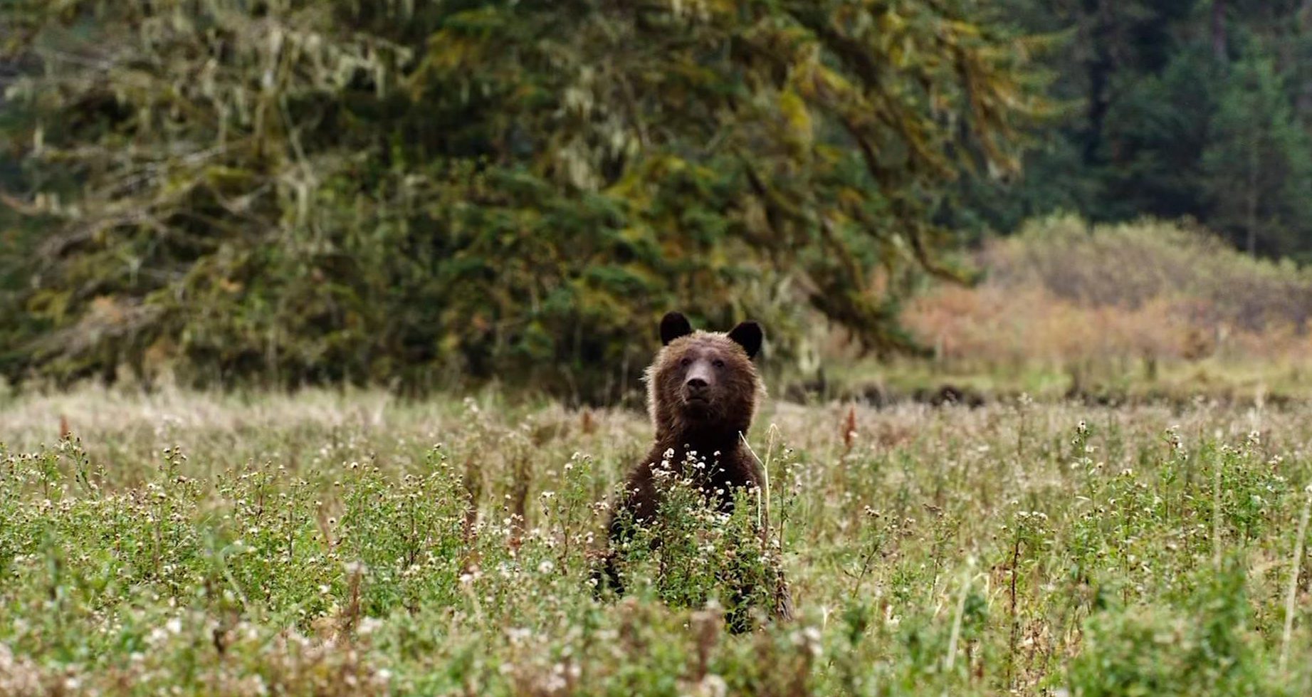 Ryan Reynolds narrates Great Bear Rainforest documentary coming to Victoria