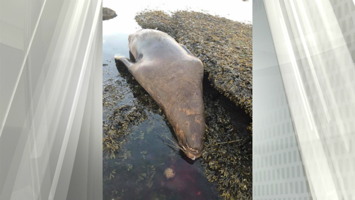 Warning, Graphic Content: Conservation group says dead sea lion was found with gunshot wound on Hornby Island