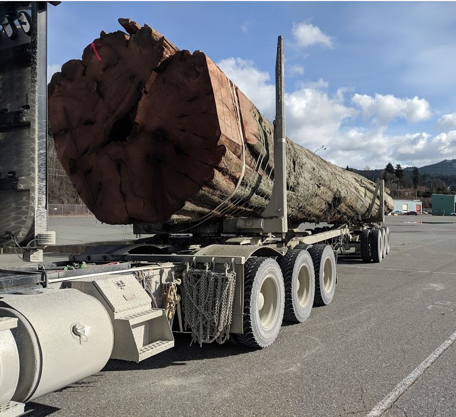 Centuries old red cedar log delivered to Port Alberni to be carved for UN International Year of Indigenous Languages