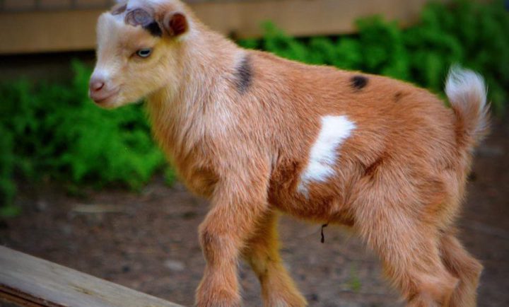 Reward offered as search for baby goat believed stolen in Ladysmith continues