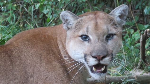 Cougar reportedly spotted in Saanich