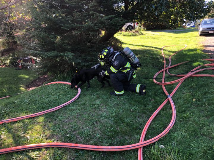 Two dogs rescued from house fire in Colwood