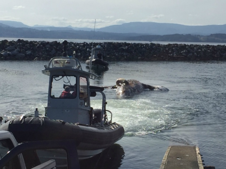 Dead grey whale towed to Institute of Ocean Sciences in Sidney for necropsy