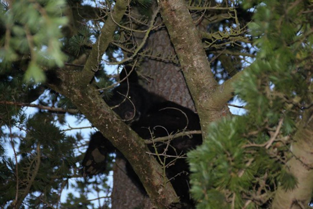 A black bear was stuck in a tree in Langford on May 25, 2019. (Sandy Grant)