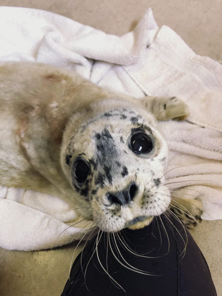 Early arrival for year's first seal pup at Vancouver Aquarium Marine Mammal Rescue Centre