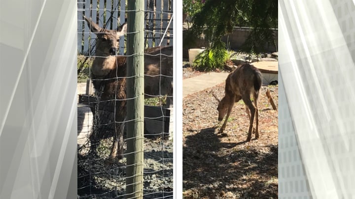 BC Conservation Officer Service posts reminder to gardeners after deer gets stuck in netting