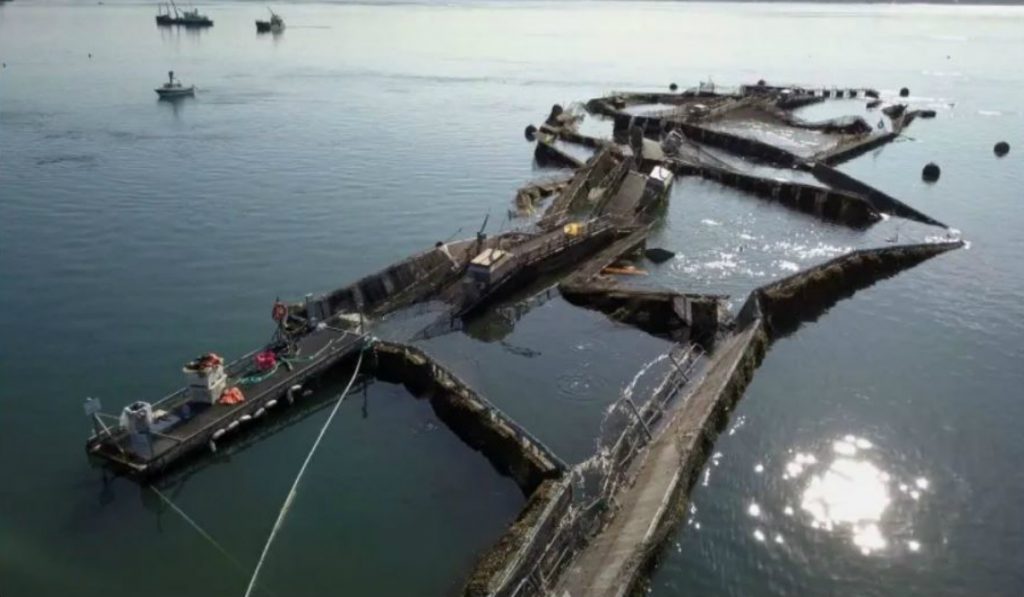 Conservationists raise alarm over wild fish found on B.C. salmon farms