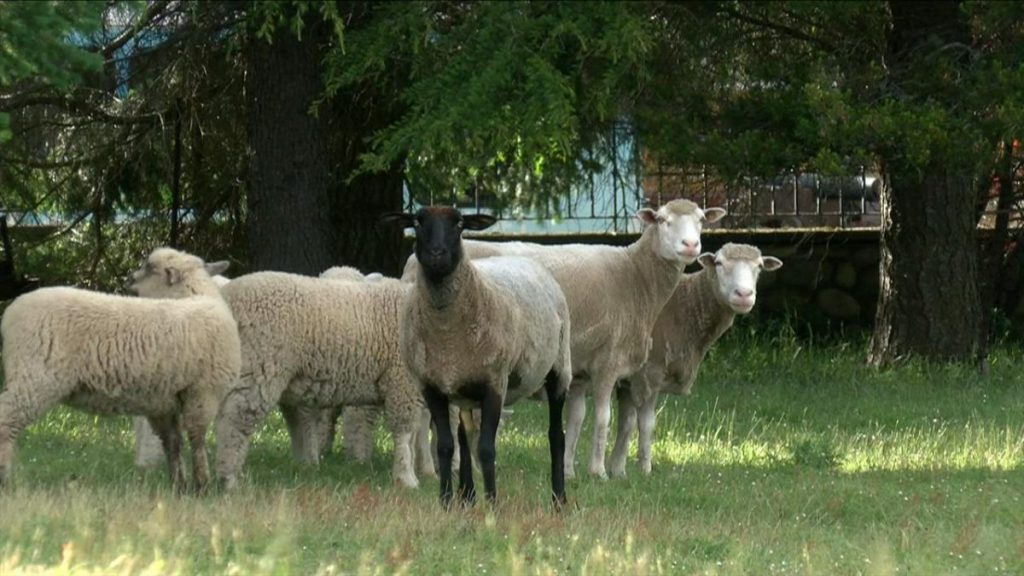 Two dogs believed to have killed 24 sheep seized in North Cowichan