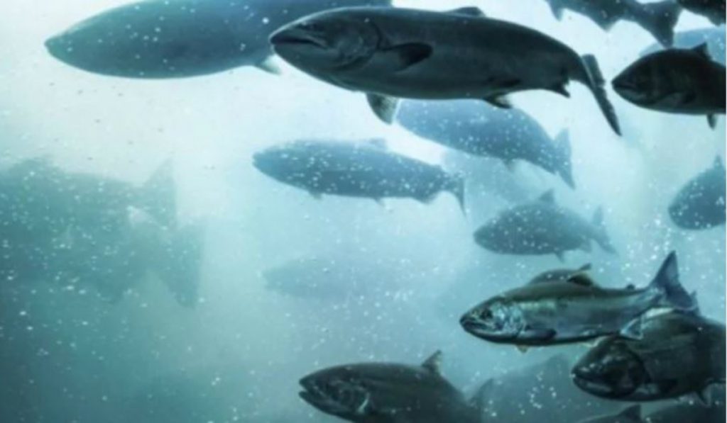 Fisheries Minister announces wild salmon safeguards and aquaculture virus tests