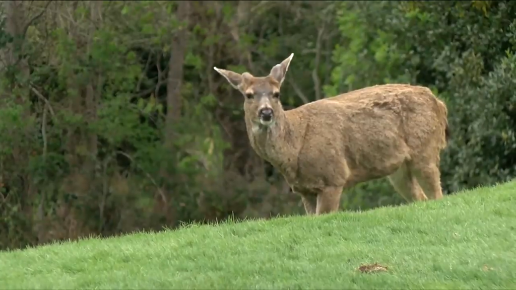 Make deer birth control available across the region, say Esquimalt Mayor and Victoria councillor