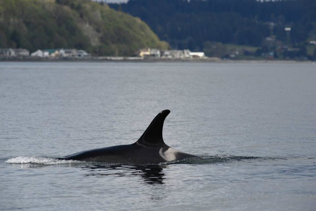 3 southern resident killer whales declared dead by the Center for Whale Research