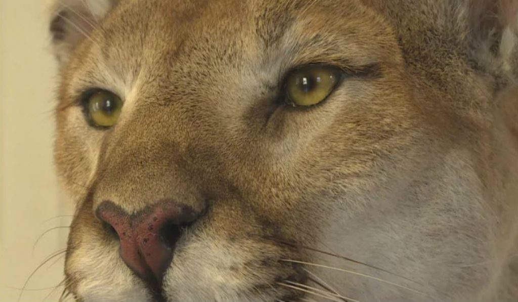 Another cougar sighting Tuesday in Saanich near Rudd Park