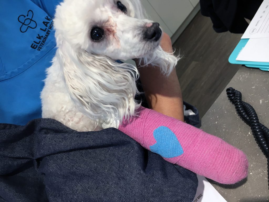 Victoria SPCA branch raising money for dog with broken leg and dental disease