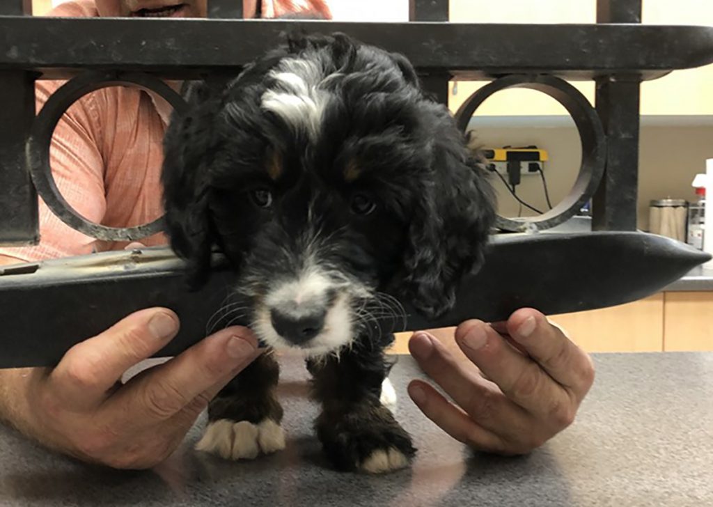 Colwood firefighters use Jaws of Life to rescue puppy stuck in gate