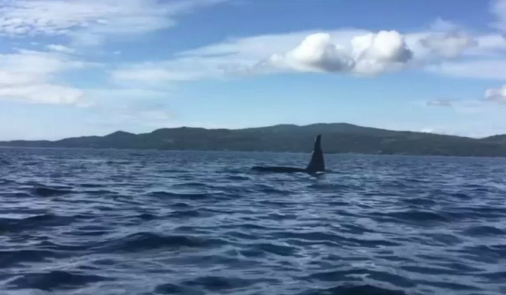 Orcas surround, swim under Campbell River kayakers