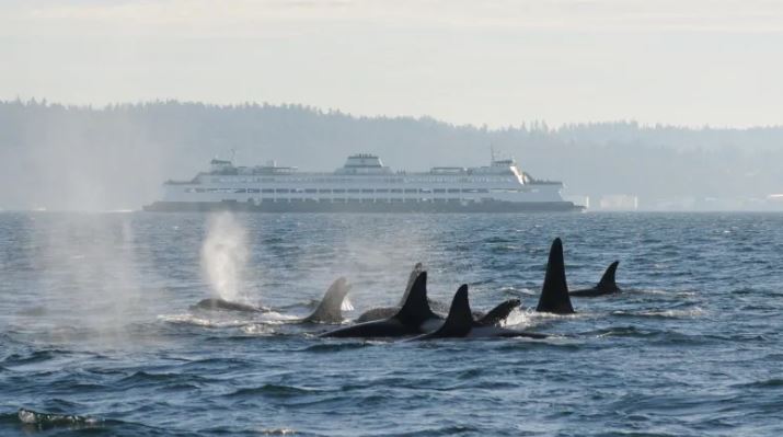 Thermal imaging cameras installed at BC Ferries terminal on Galiano Island to monitor orcas