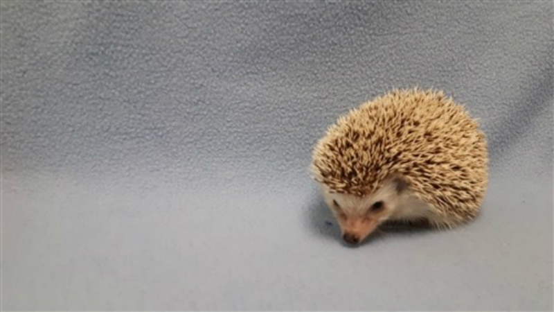 BC SPCA plea to adopt five abandoned hedgehogs proves a runaway success