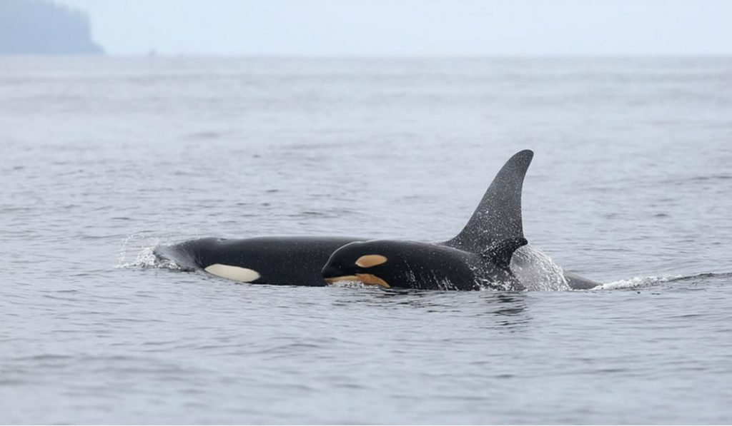 Two southern resident killer whale calves spotted near Vancouver Island