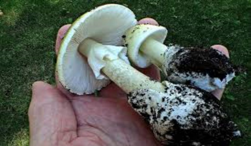 Oak Bay warns of death cap mushrooms growing in district