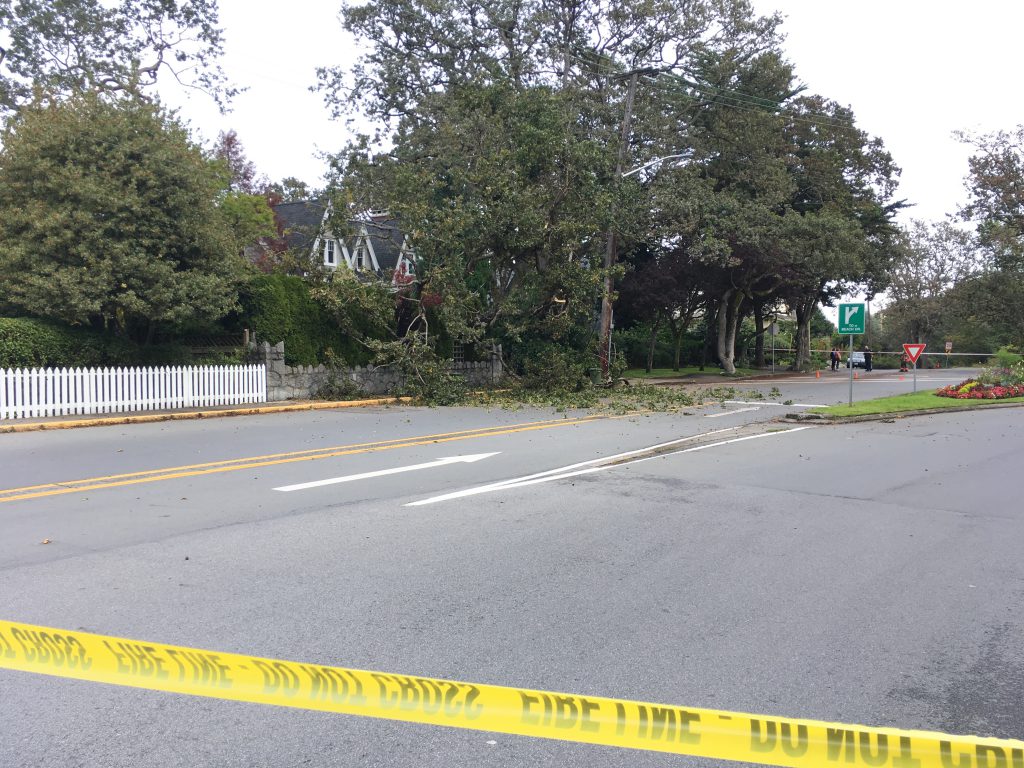 Fallen tree limbs lead to power outage, road closure