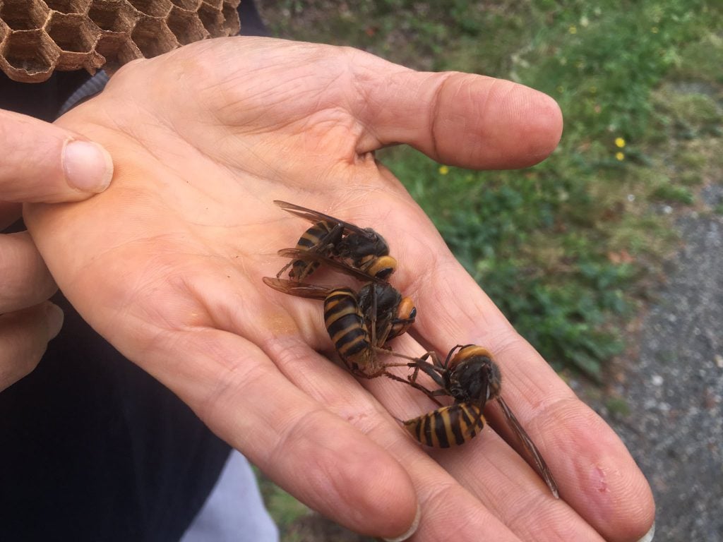 Experts hope to locate Asian giant hornet nests after insect found in Langley