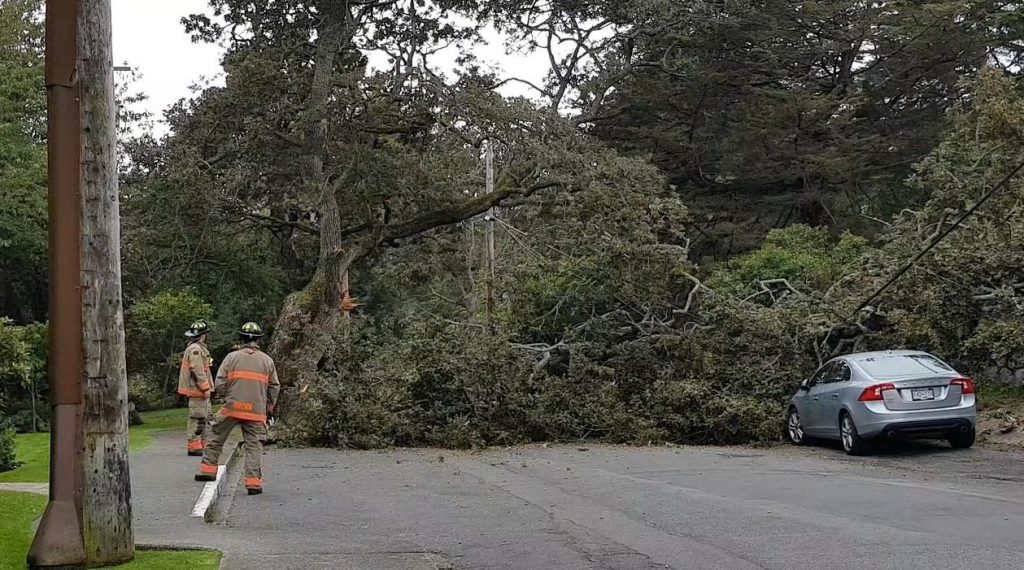 Large Garry oak tree branch blocks road in Oak Bay