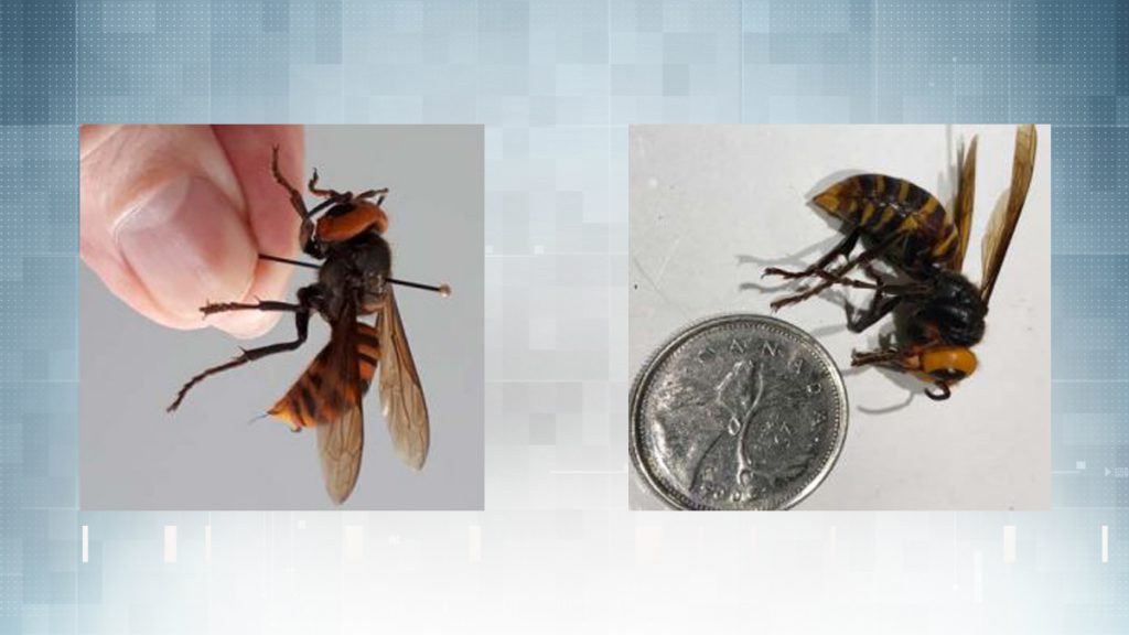 Invasive, bee-killing Asian giant hornets found in Nanaimo