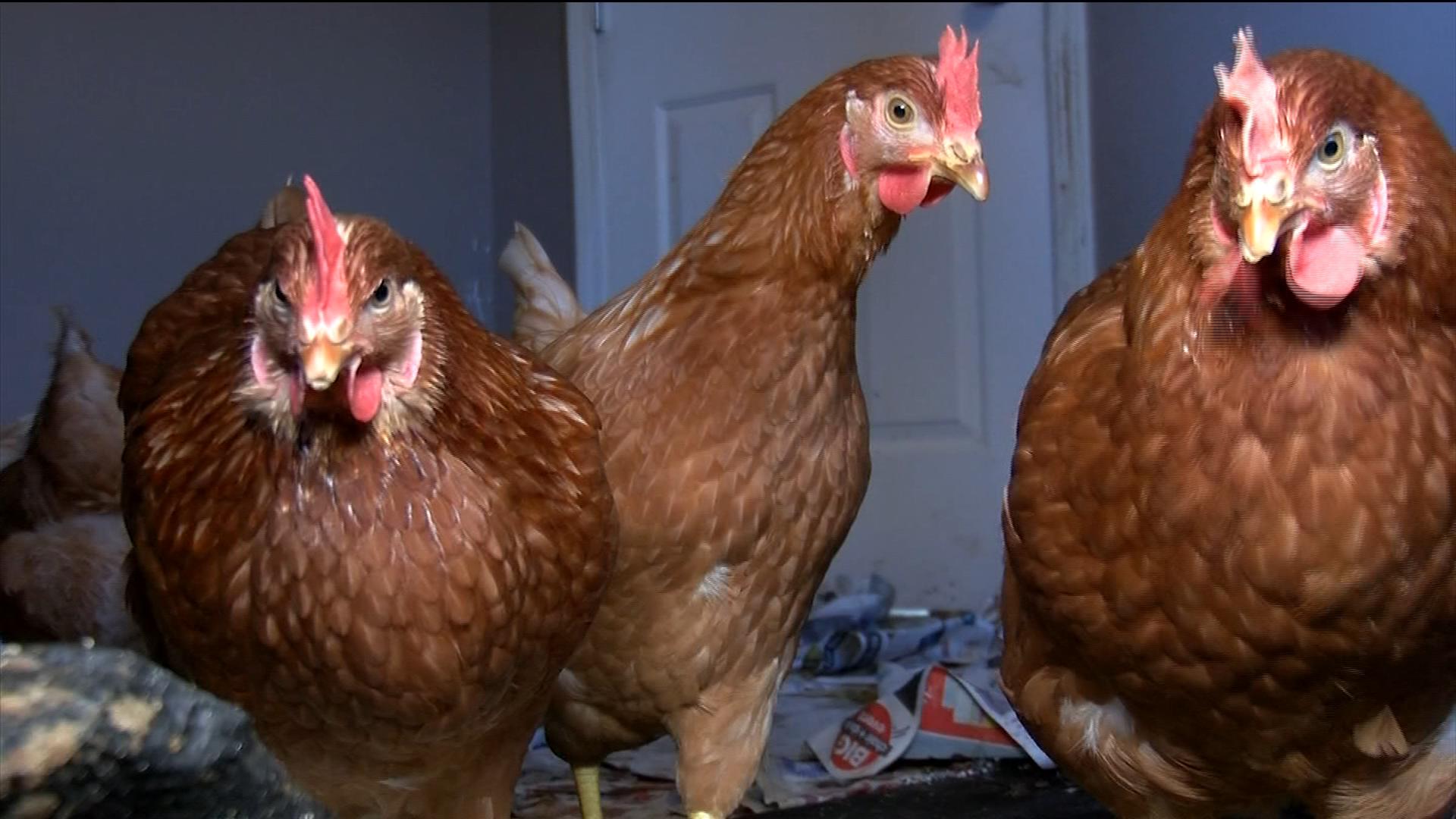 Alberni farmer moves chickens into her home after repeated bear attacks