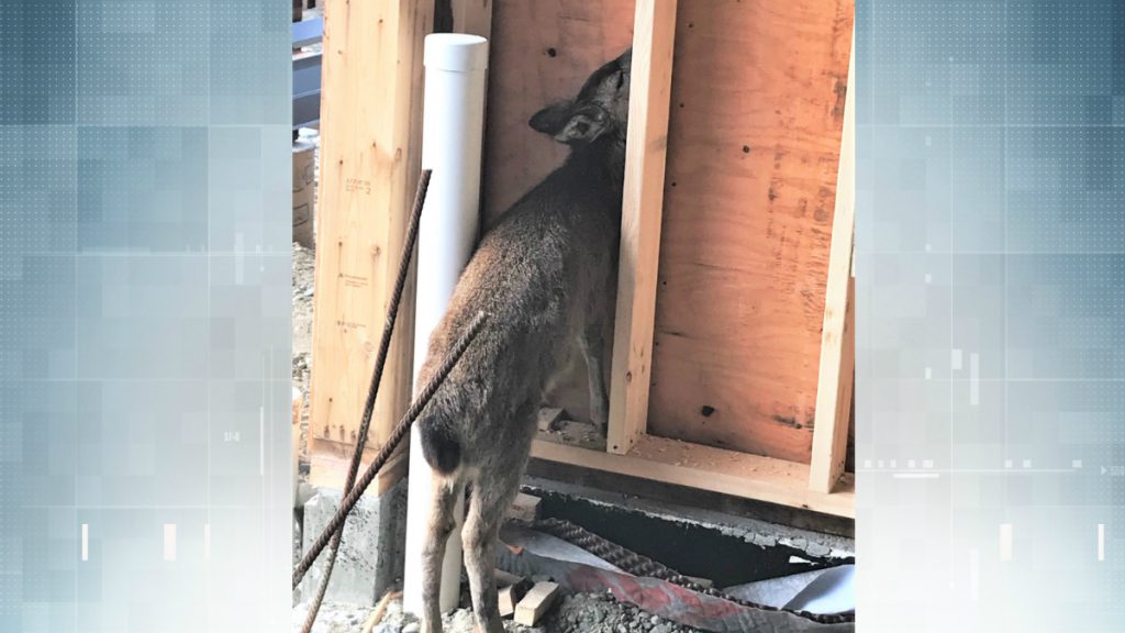 Deer found shot with Air or BB gun pellets near Nanaimo