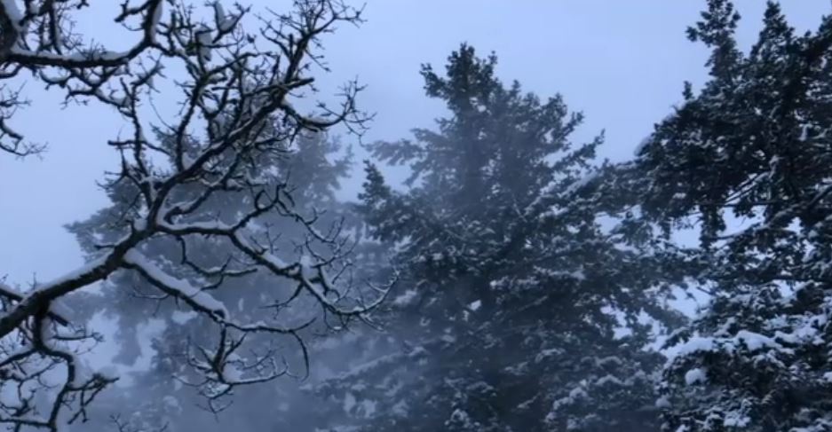 Man injured by falling tree branch while shovelling Langford driveway