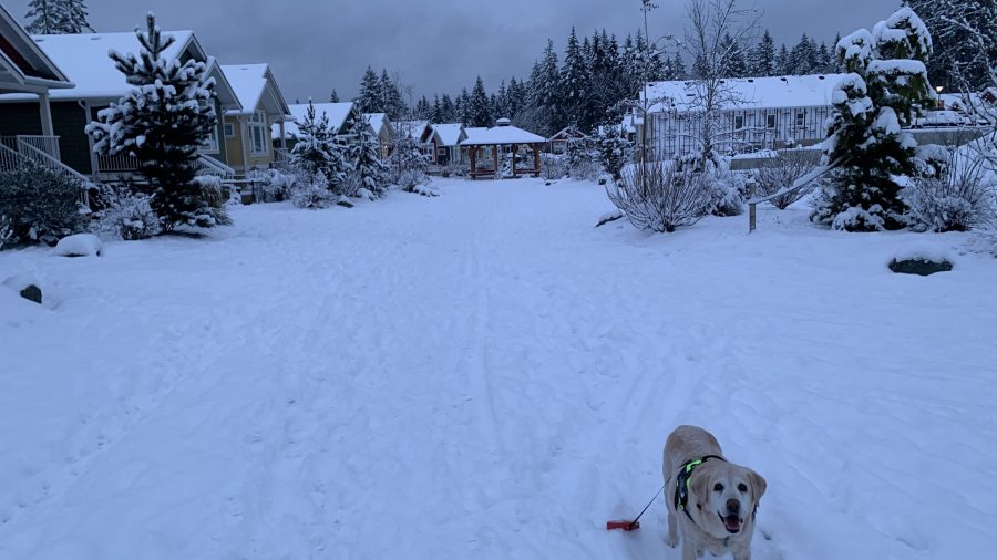 Duff the lab enjoys the snow in Cowichan Bay. (Carmel Walsh)