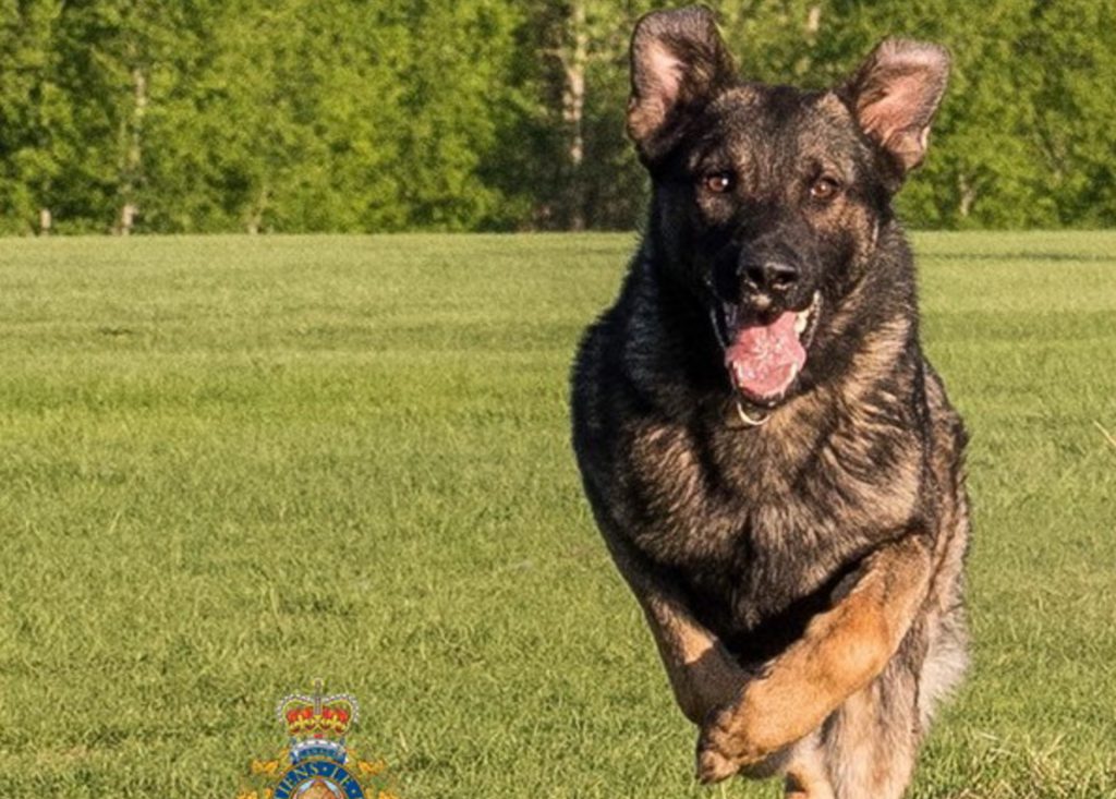 Man jailed in Courtenay after police dog caught him fleeing break-in