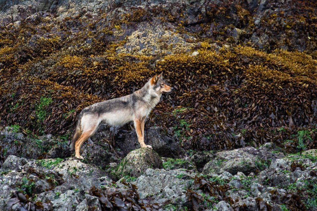 Pair of photographers capture Vancouver Island wolf in stunning photos