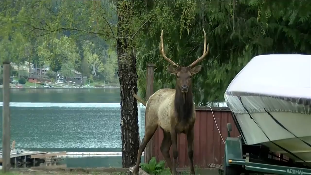 'A senseless crime': Three Roosevelt elk illegally killed in Cowichan Valley