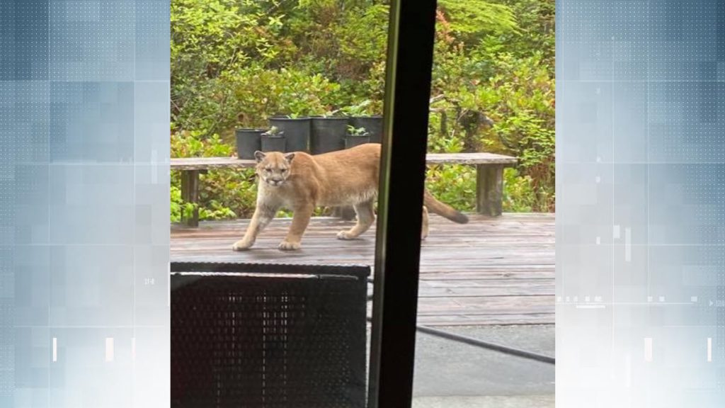 'It's just curious:' Young cougar spotted multiple times in Tofino