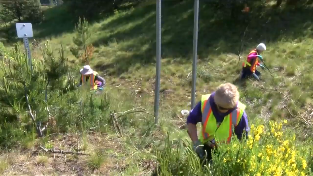 Volunteers in Nanaimo look to get rid of invasive Scotch Broom species