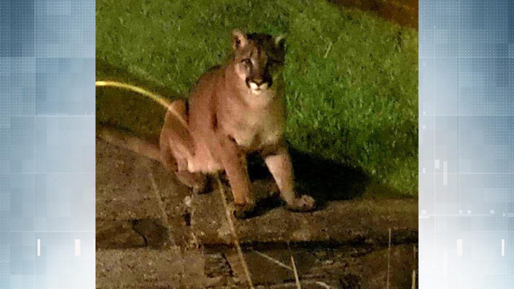 Cougar sighting reported in Colwood