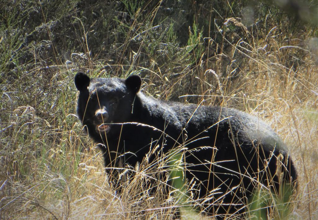 Black bear spotted on Goward Road in Saanich